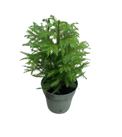 6" Norfolk Island Pine 